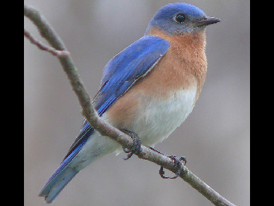 Bluebird  