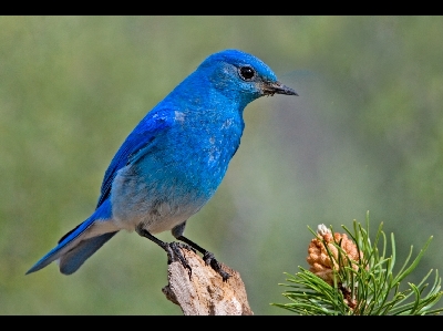 Bluebird  -  Mountain Bluebird