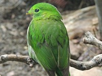Green broadbill image