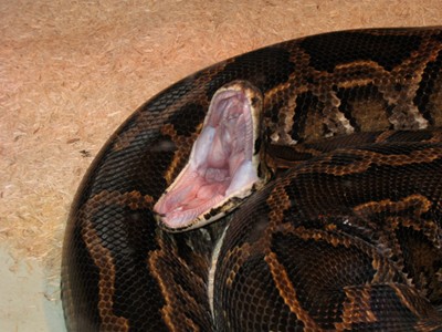 Burmese Python  