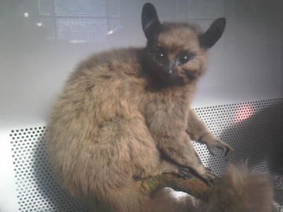 galago greater brown bushbaby added