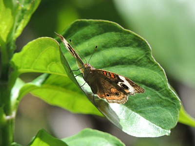 Butterfly  -  Common Buckeye