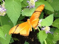Julia Butterfly image