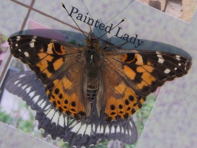 Butterfly  -  Painted Lady