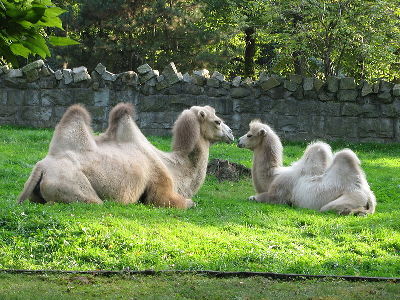 Camel  -  Bactrian Camel