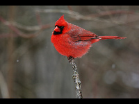 Northern Cardinal image