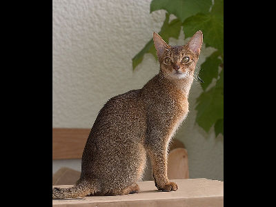 Cat  -  Abyssinian