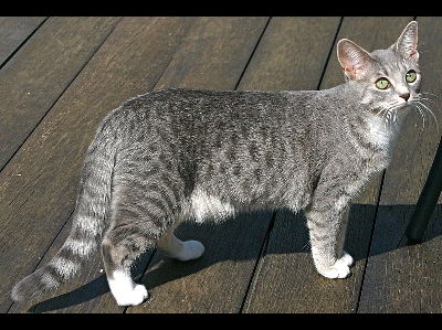 Cat  -  Egyptian Mau