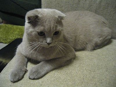 Cat  -  Scottish Fold