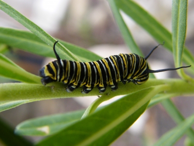 Caterpillar  
