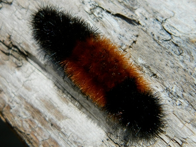 Caterpillar  -  Banded Woolly Bear