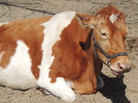 Cattle image