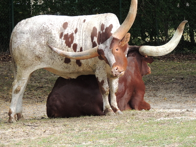 Cattle  -  Ankole-Watusi