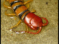 Centipede image