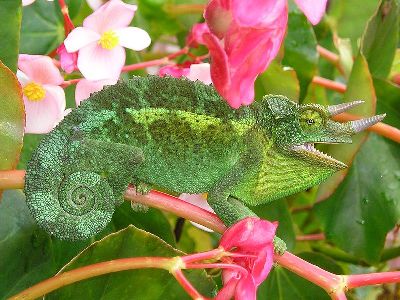 Chameleon  -  Jackson's Chameleon