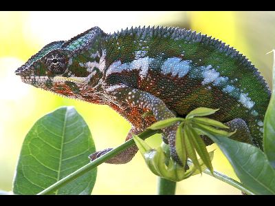 Chameleon  -  Panther Chameleon