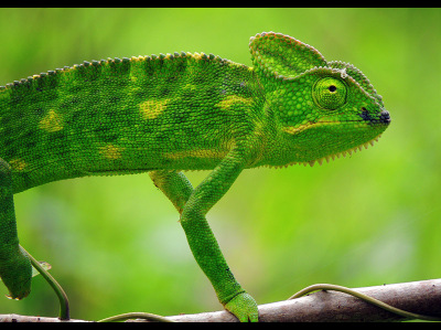 Chameleon  