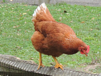 Chicken image