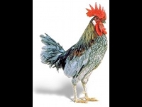 Blue Hen Chicken image