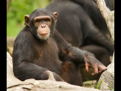 Chimpanzee  