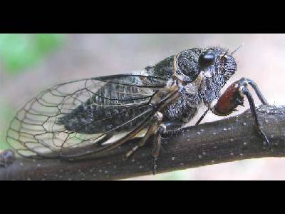 Cicada  