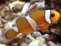Clownfish image