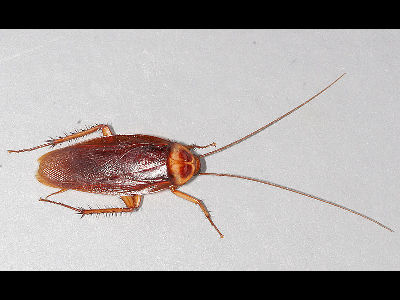 Cockroach  