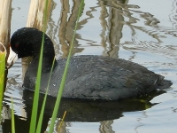 Coot image