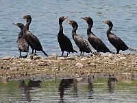 Double-crested Cormorant image