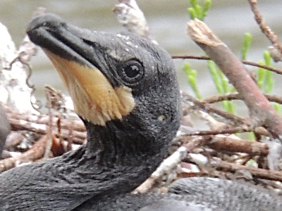 Cormorant  -  Double-crested Cormorant