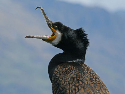 Cormorant  -  Great Cormorant