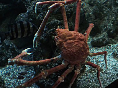 Crab  -  Japanese Spider Crab