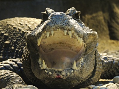 Crocodile  -  Dwarf Crocodile