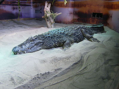 Crocodile  -  Nile Crocodile