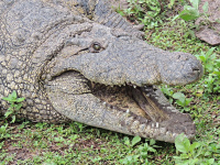 Saltwater Crocodile image