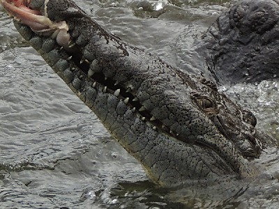 Crocodile  