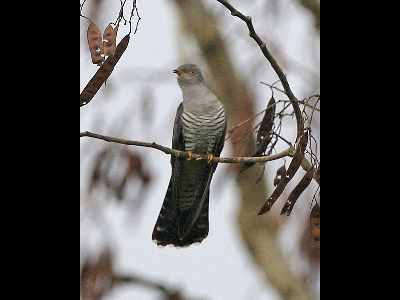 Cuckoo  -  Common Cuckoo