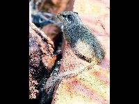 Dassie Rat image