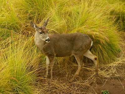 Deer  -  California Mule Deer