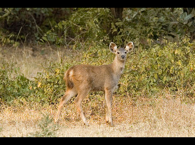 Deer  -  Sambar