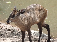 Tufted Deer image