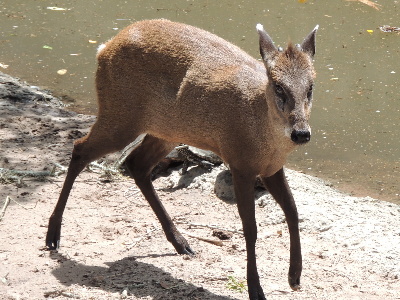 Deer  -  Tufted Deer