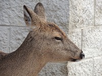 White-tailed Deer image
