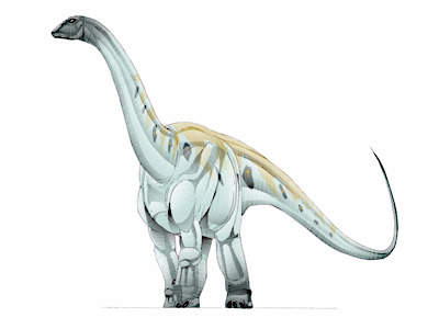 Dinosaur  -  Argyrosaurus
