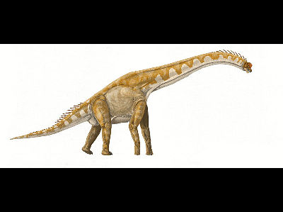 Dinosaur  -  Brachiosaurus