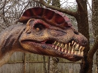 Dilophosaurus image