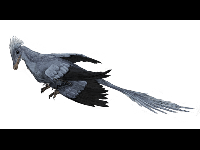 Microraptor image