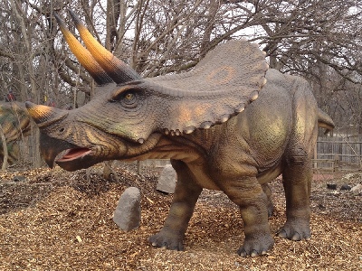 Dinosaur  -  Triceratops