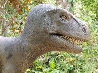 Tyrannosaurus Rex image
