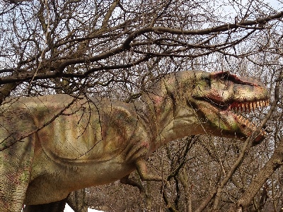 Dinosaur  -  Tyrannosaurus Rex